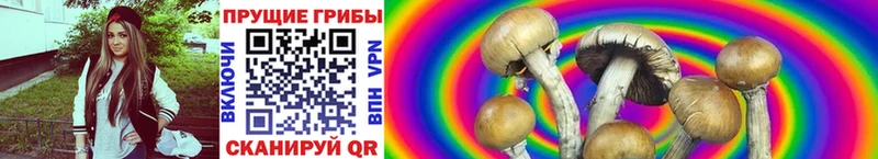 дарнет шоп  Красноуральск  blacksprut   Галлюциногенные грибы GOLDEN TEACHER 